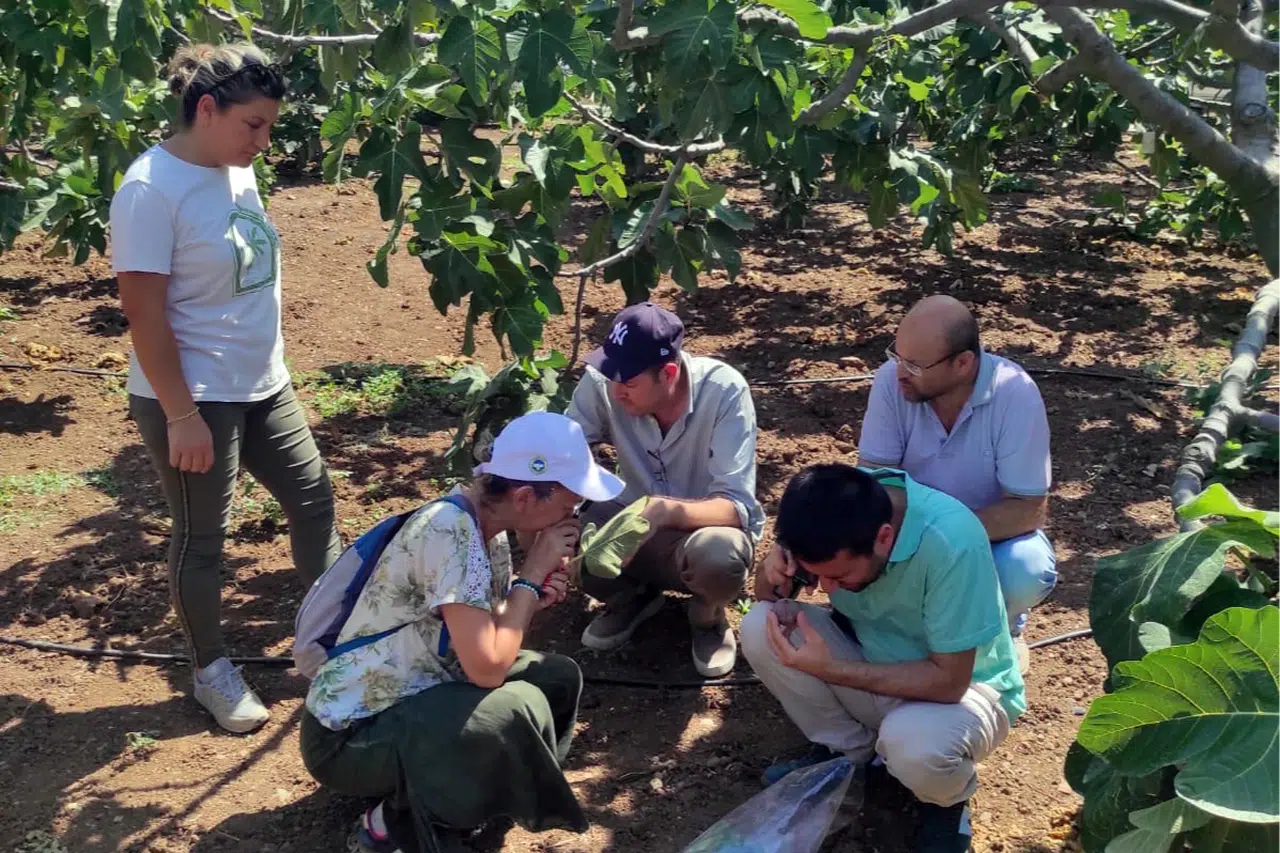 Bursa Mudanya'da incir üreticilerine kırmızı örümcek uyarısı