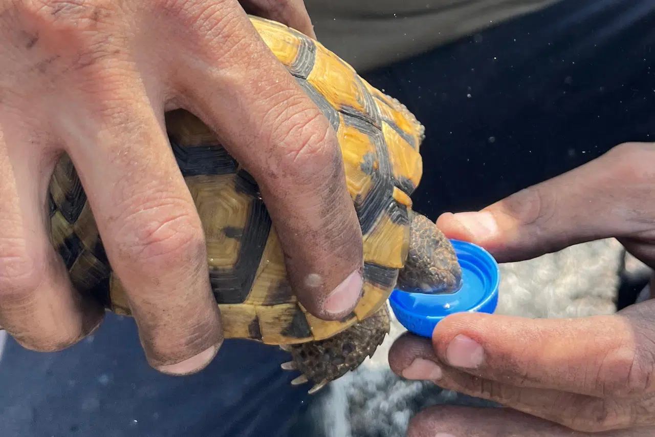 İtfaiye'den kaplumbağaya uzatılan su yürekleri ısıttı