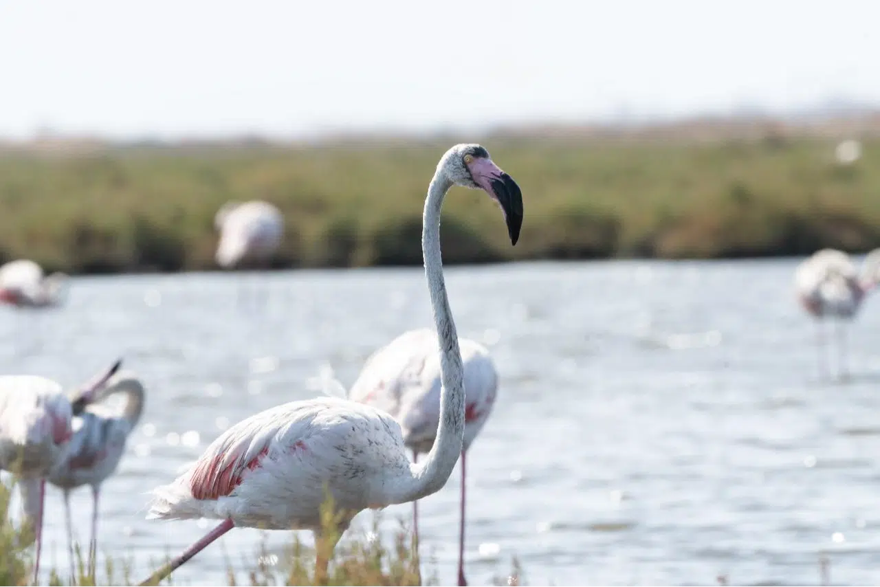 İzmir'de 'Flamingo Yolu' turları yeniden başladı