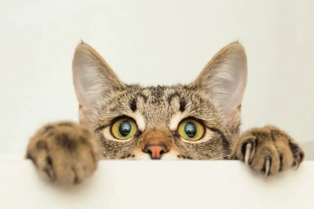 Kediye şiddet olayının şüphelisi gözaltında!