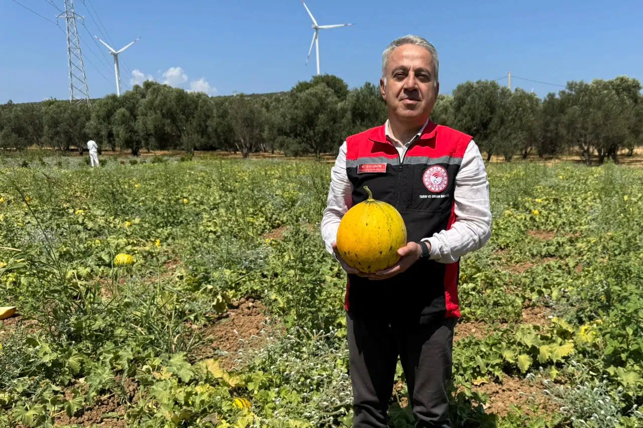 Meşhur Kavunda Hasat Sezonu Başladı