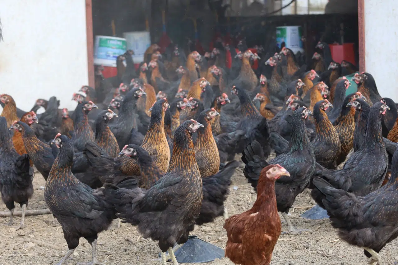 Tavukçuluğa büyük destek: 16 bin tavuk üreticiyle buluştu