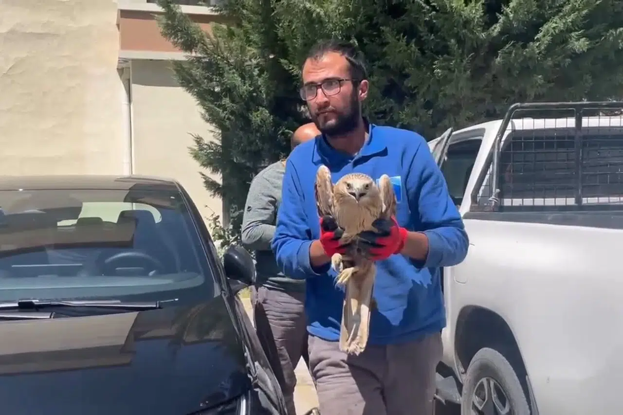 Yaralı şahine yardım