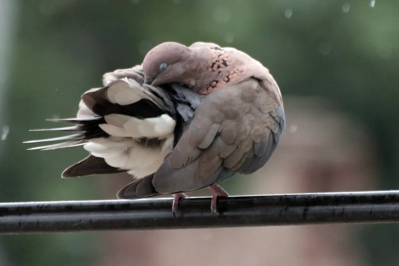 Yenişehir’de kuşların banyo keyfi