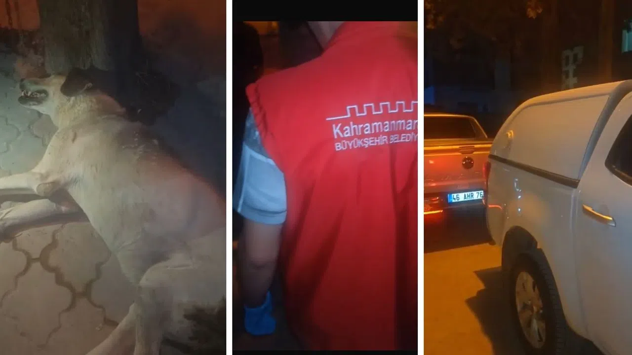 Kahramanmaraş’ta Mahallenin Bekçisi “Garip’e” KMBB Sahip Çıktı