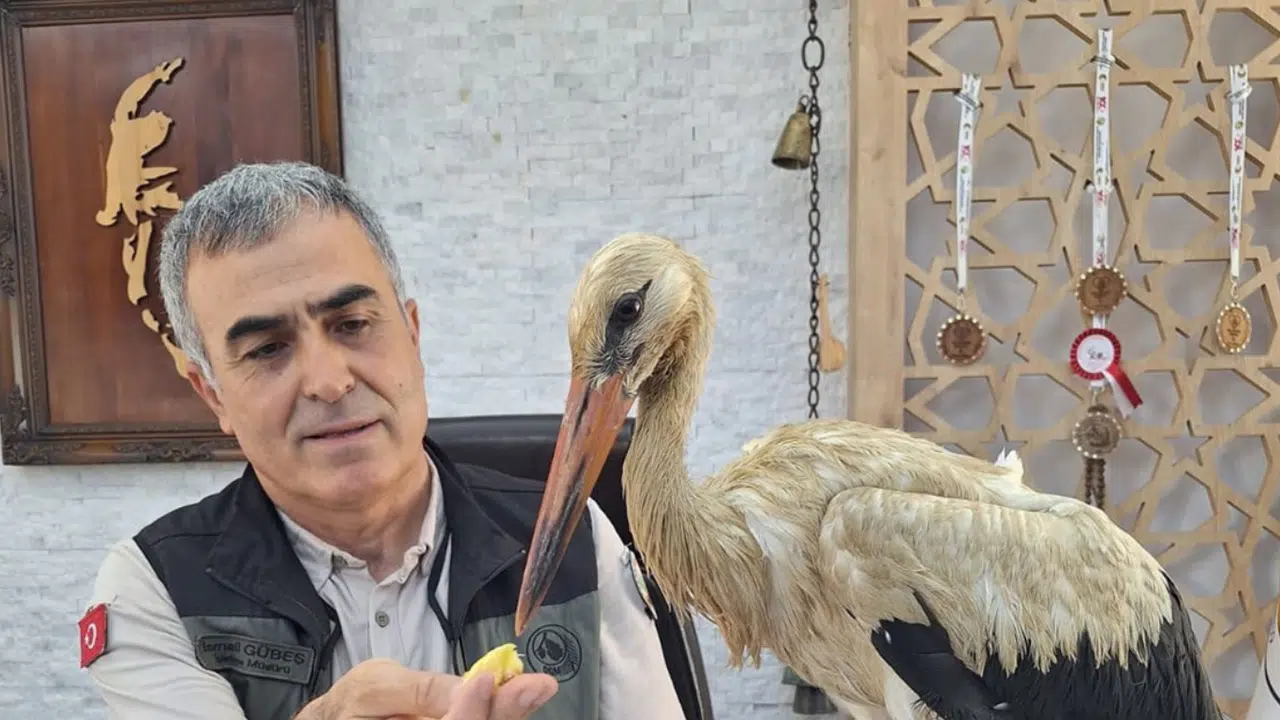 Yangından Kaçan Yaralı Leylek Koruma Altına Alındı