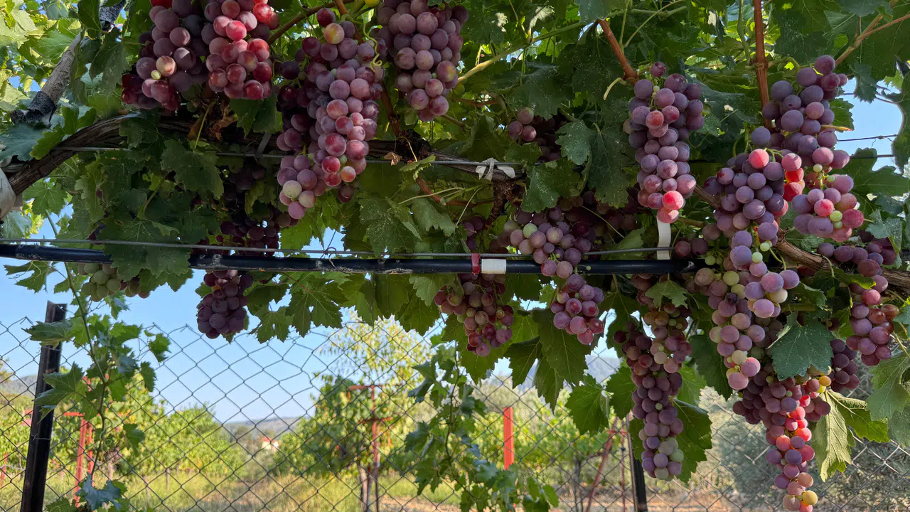 Üzümde Bu Yıl Yüzde 25 Rekolte Bekleniyor