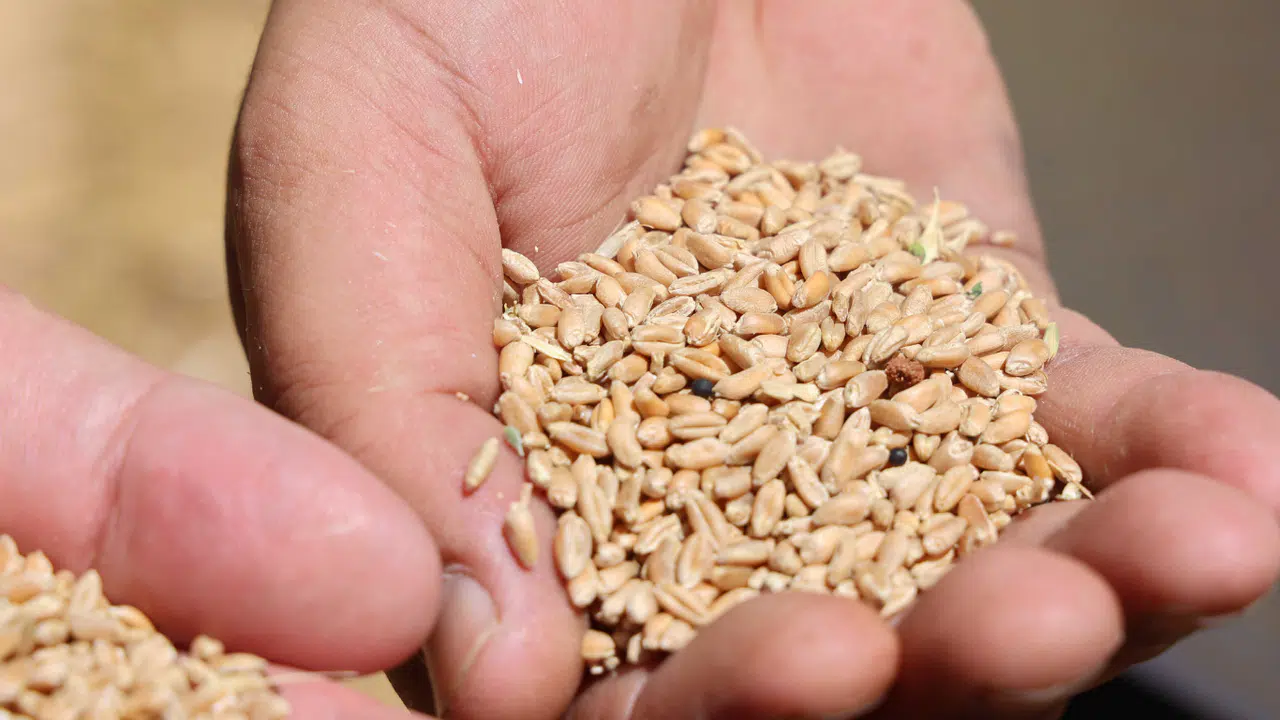 Halk Ekmek İçin Buğday Hasadı Başladı