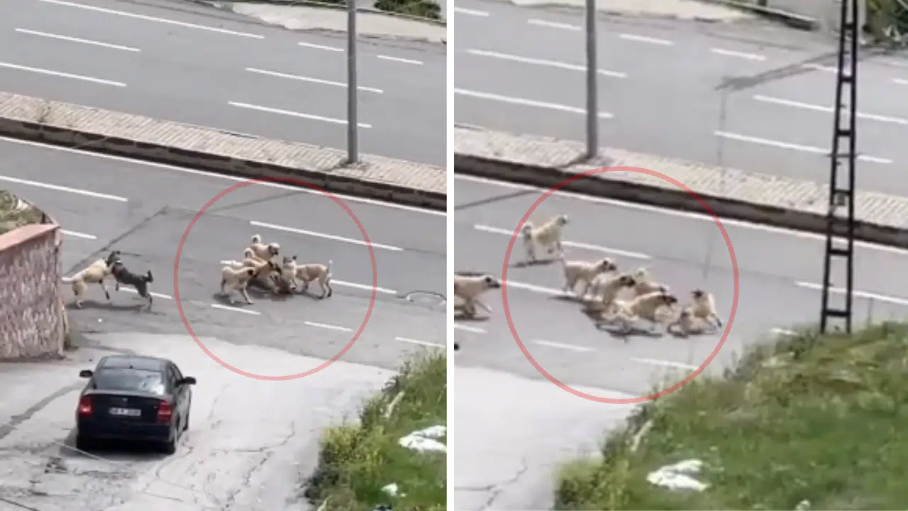 Kahramanmaraş’ta Başıboş Köpekler Sokak Ortasında Birbirine Girdi