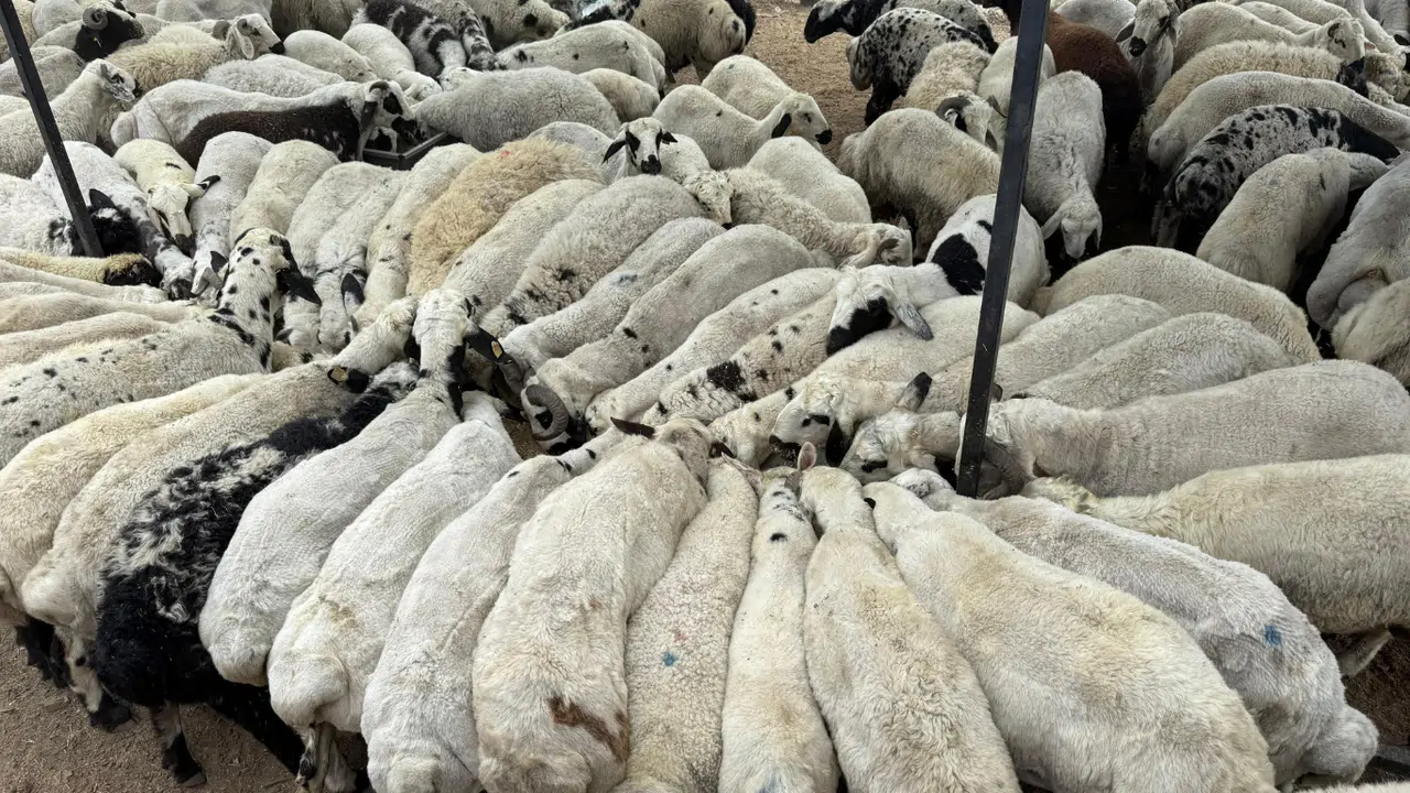 Şap Hastalığı Görüldü: Hayvan Hareketliliği Kısıtlandı