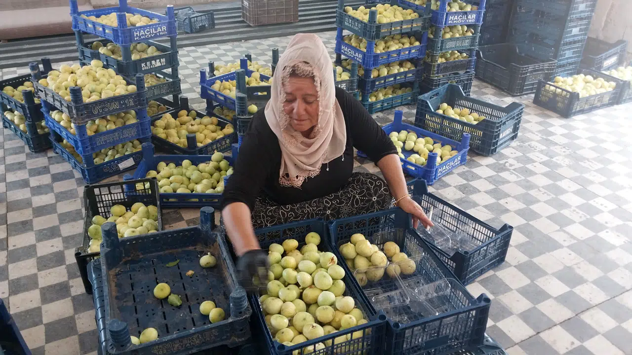 Altından Bal Damlayan İncir Üreticisinin Yüzü Güldü