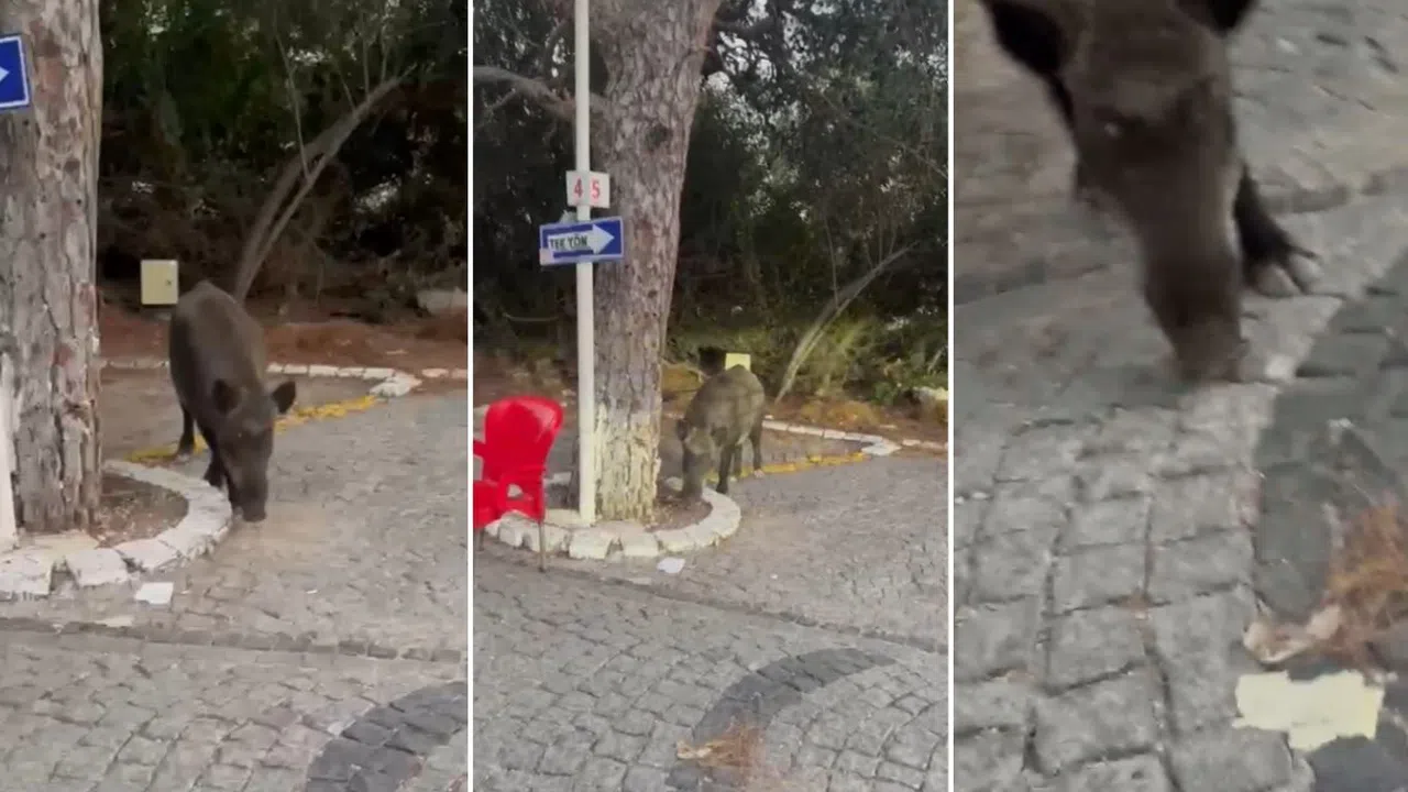 Kahramanmaraşlı Vatandaş Domuza Tarhana Yedirdi