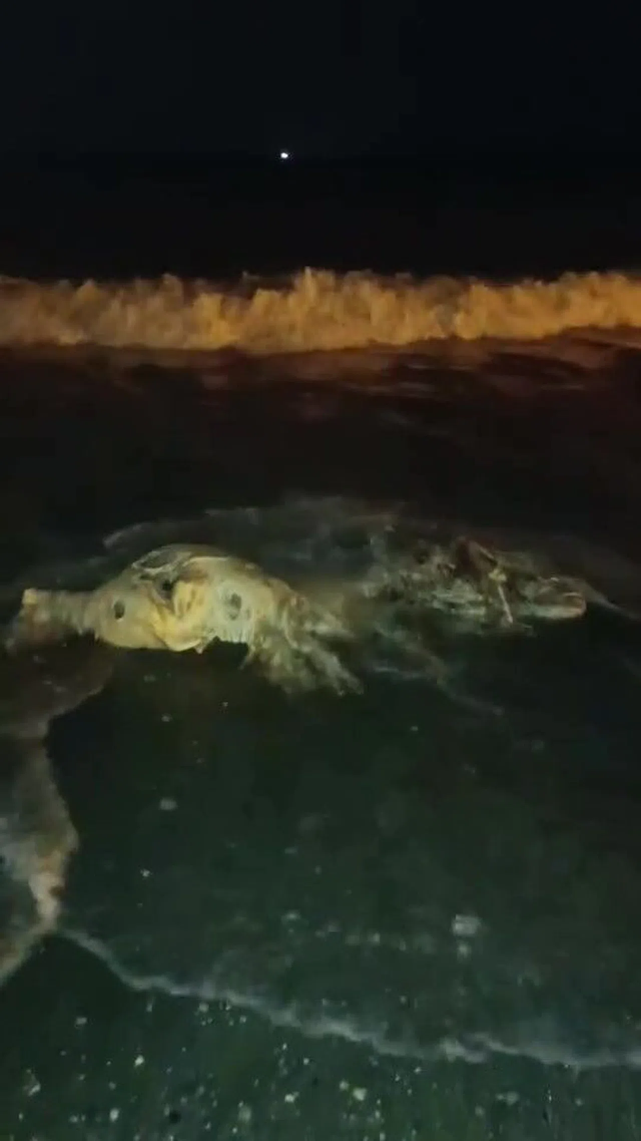 Akdeniz'e Düşen Angus Kıyıya Vurdu