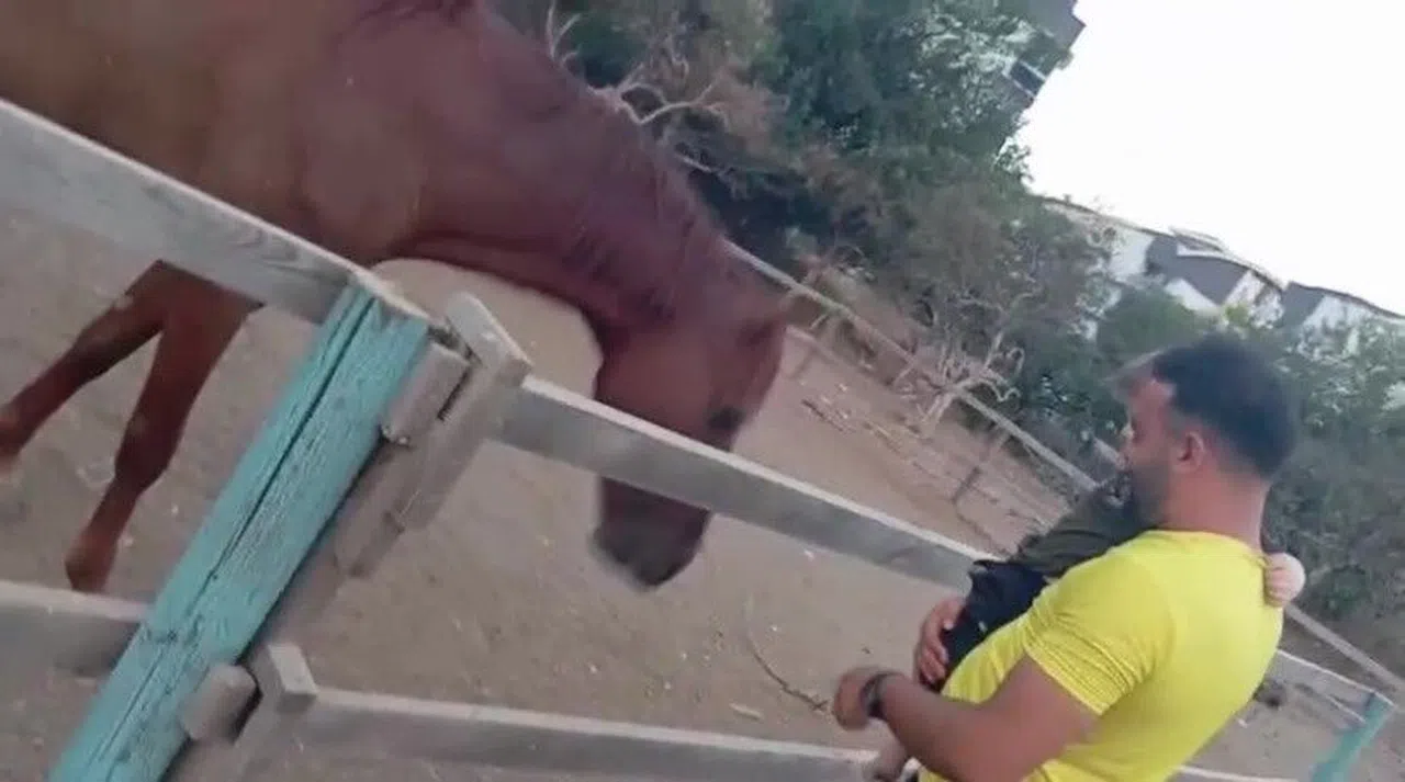 Babasının Kucağındaki Çocuğu Isıran At Havaya Fırlattı