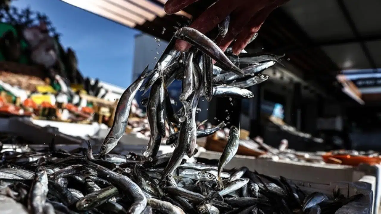 Balık Sezonu Ne Zaman Açılacak?