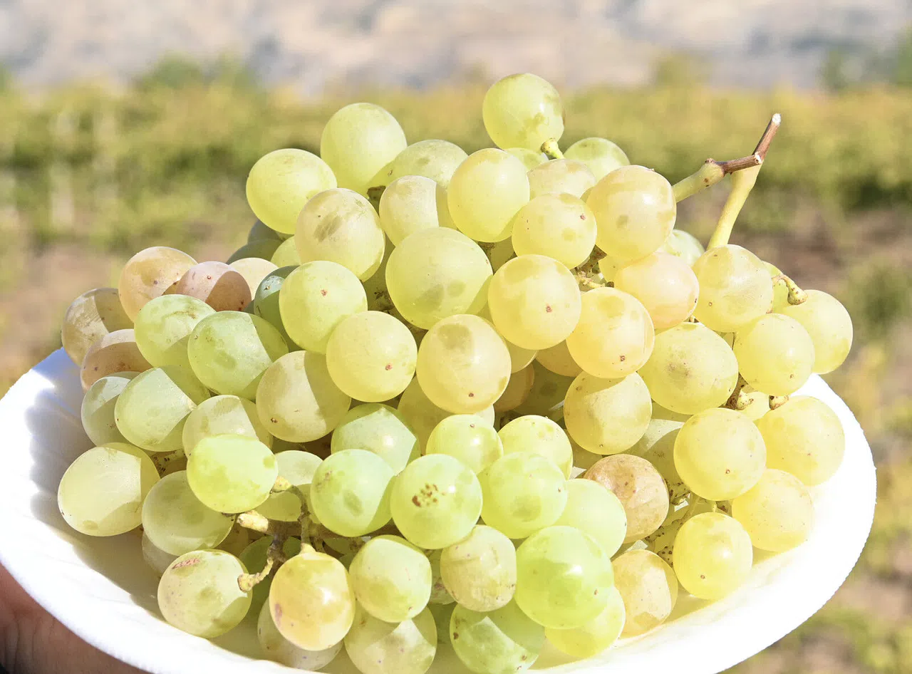 Kahramanmaraş’ta Üzüm Hasat Zamanı Başladı