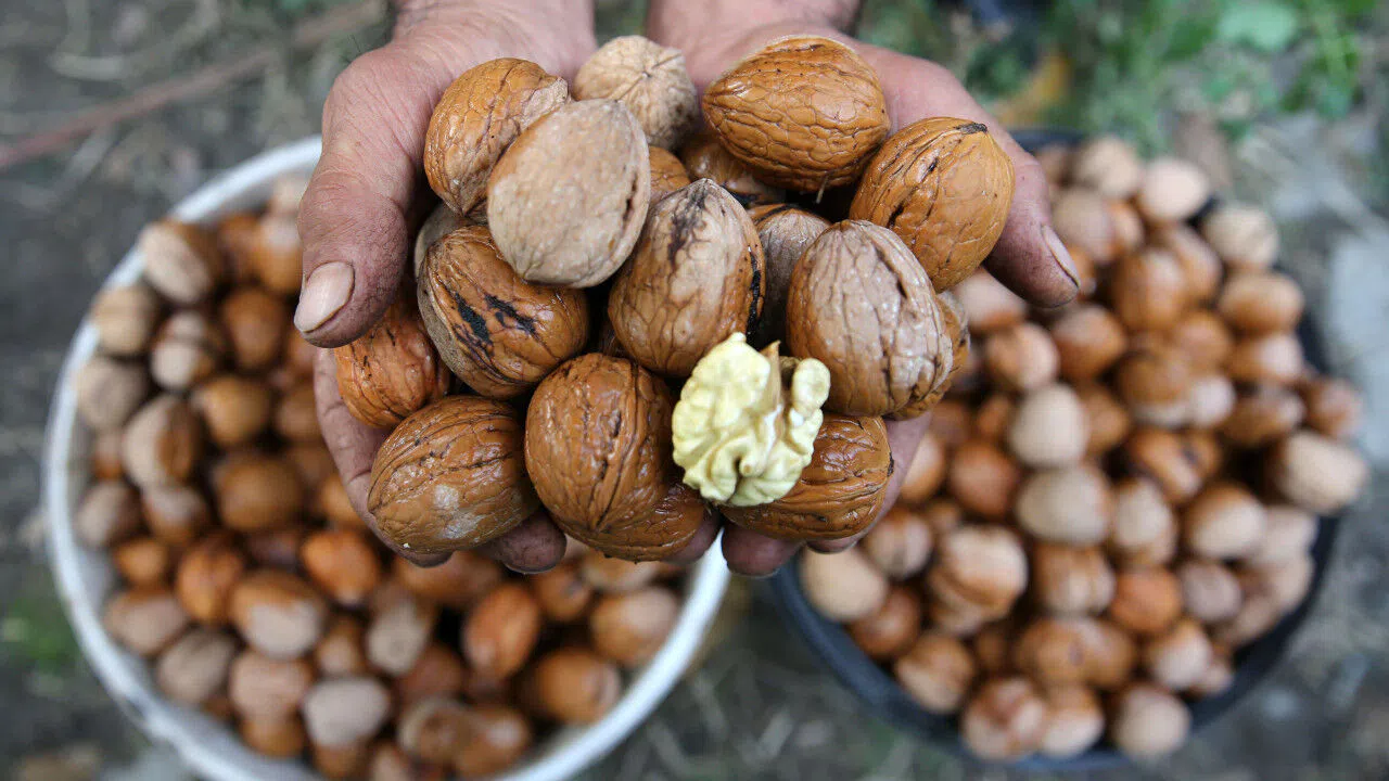 Kahramanmaraş’ta Ceviz Hasadı Başladı İşte Fiyatlar