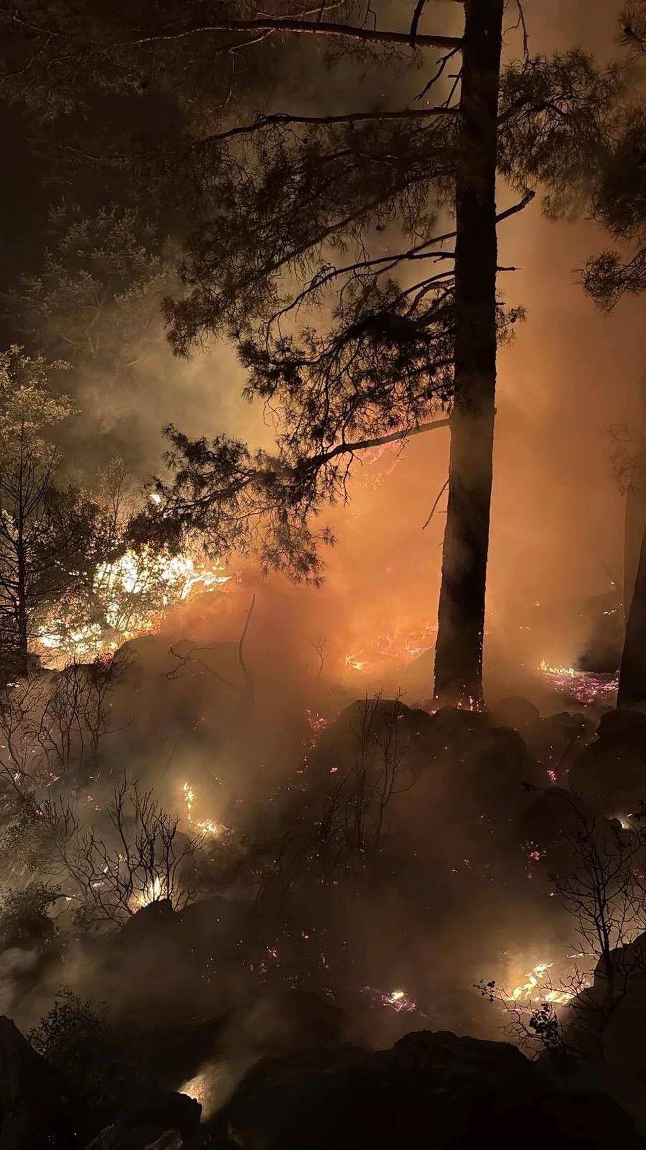 Çıkan Orman Yangını Büyümeden Söndürüldü