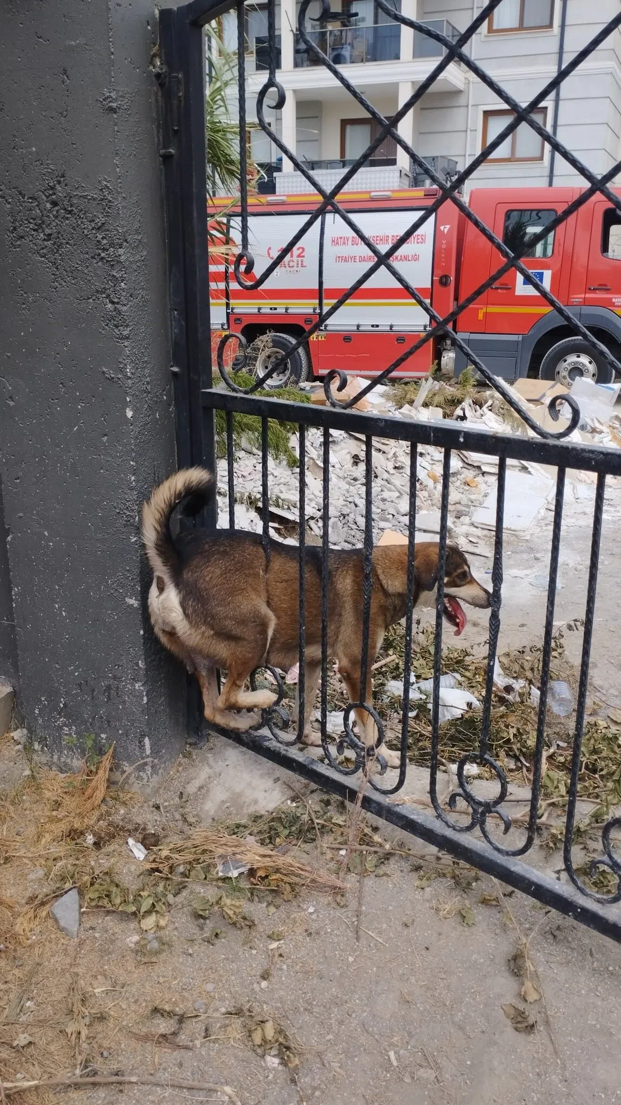 Demir Korkuluklara Sıkışan Köpek İtfaiye Ekiplerince Kurtarıldı