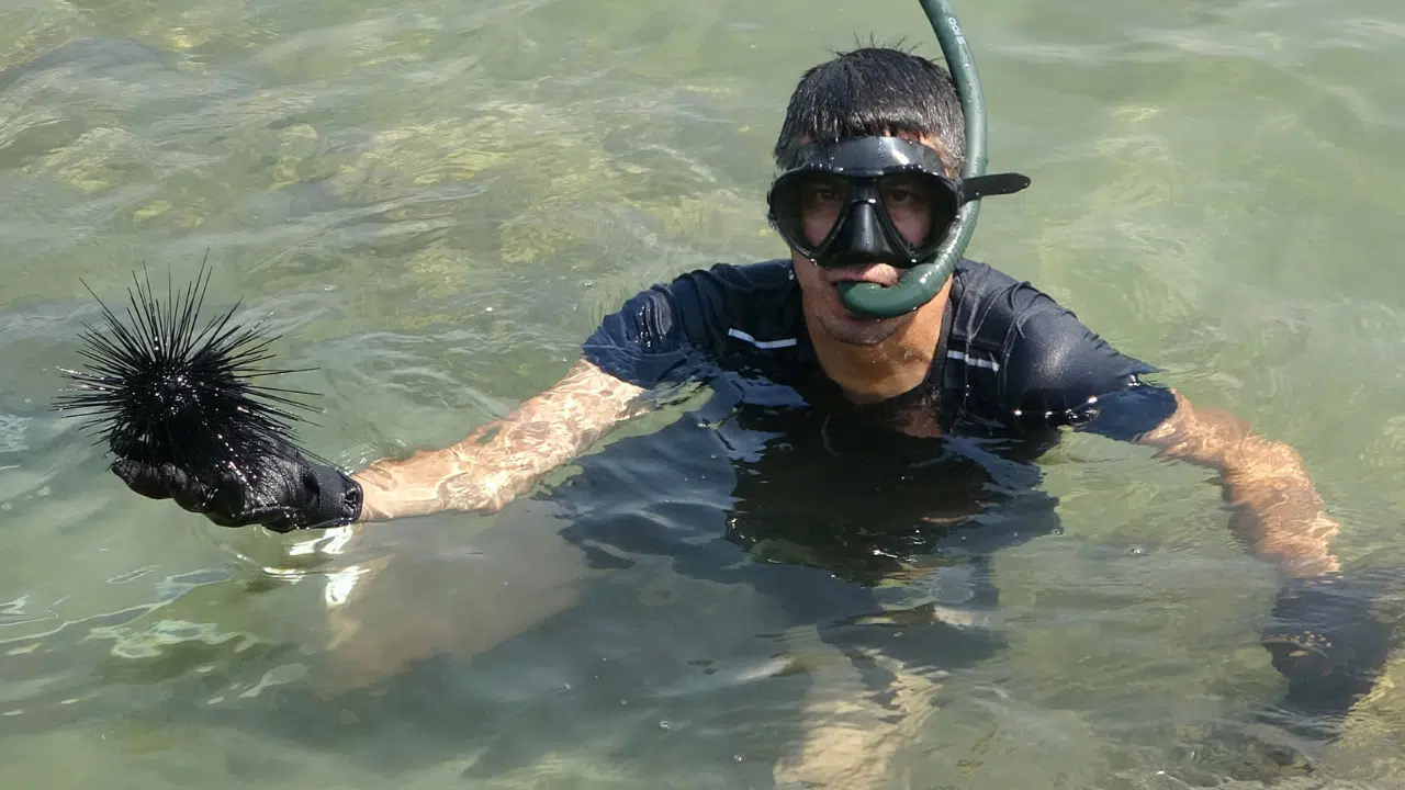 Deniz Kestaneleri ve Aslan Balıkları Azaldı