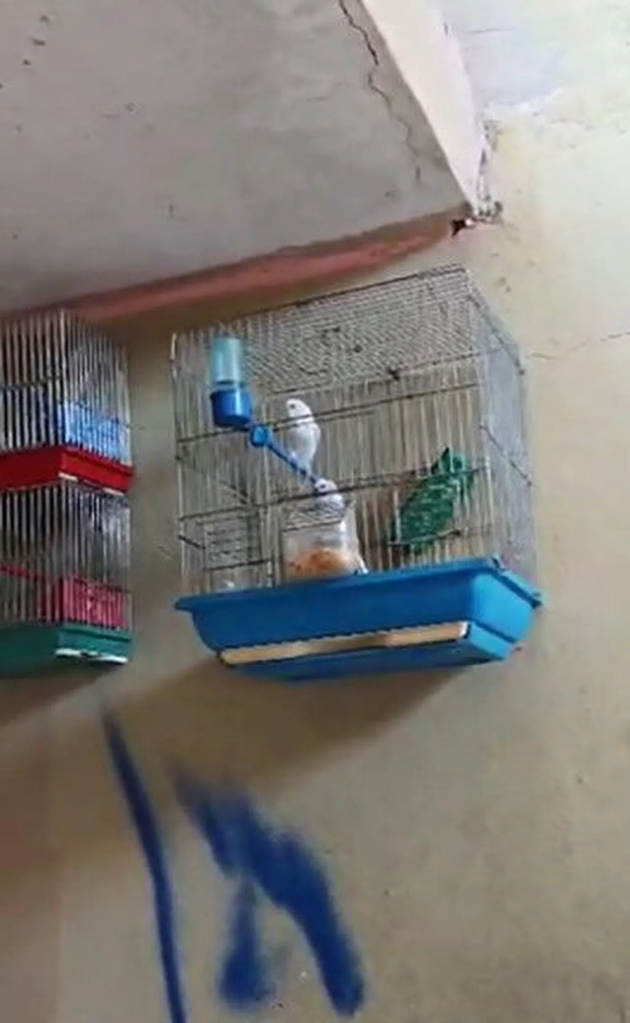 Evinde Saka Kuşu Bulunan Şahsa 151 Bin 200 Lira Para Cezası