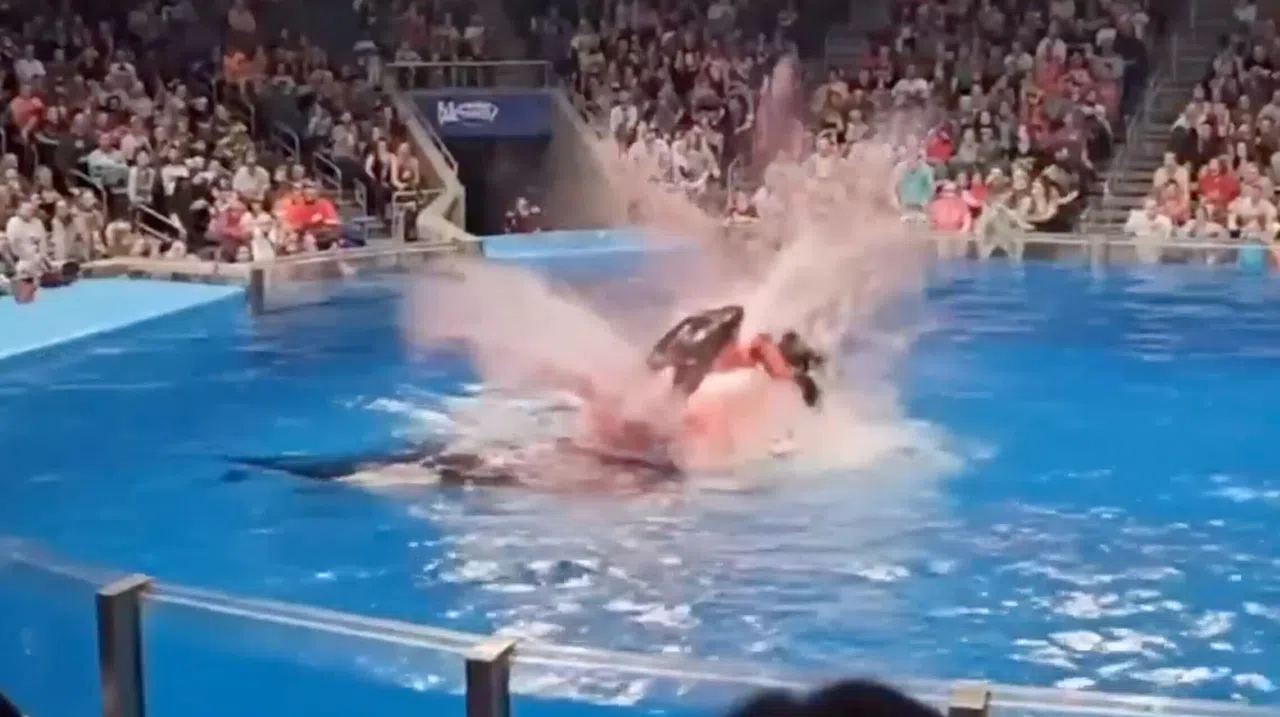 Jessica Balina Olayı Gerçek Mi? Balina Tarafından Yutulan Kadın Videosu Doğru Mu?