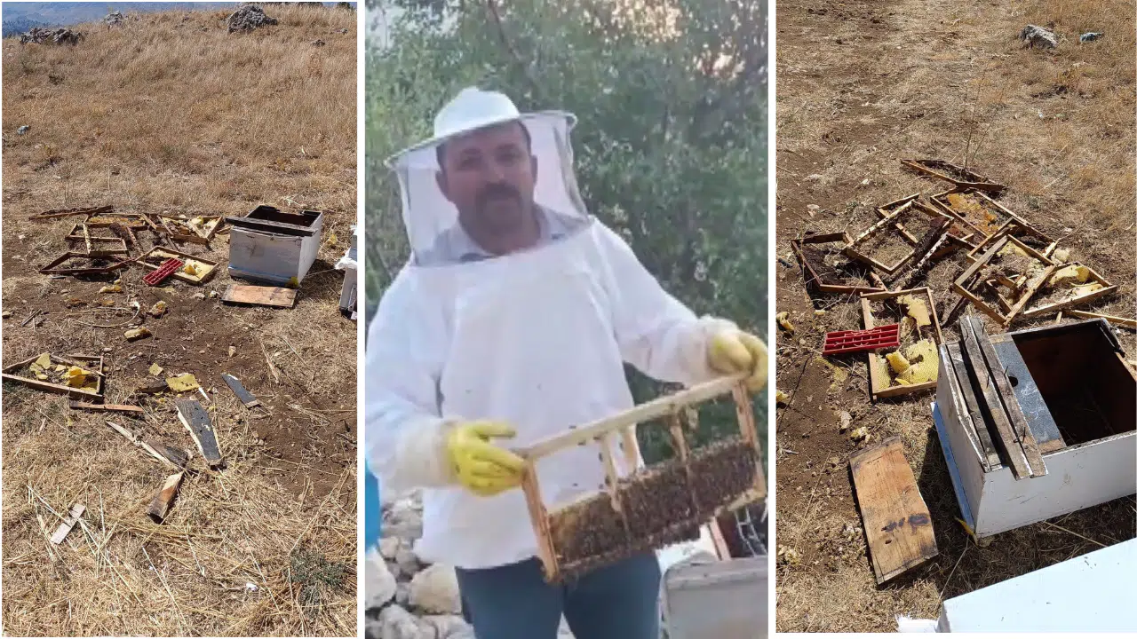 Kahramanmaraş’ta Bal Üreticisinin Kovanlarına Ayı Saldırdı