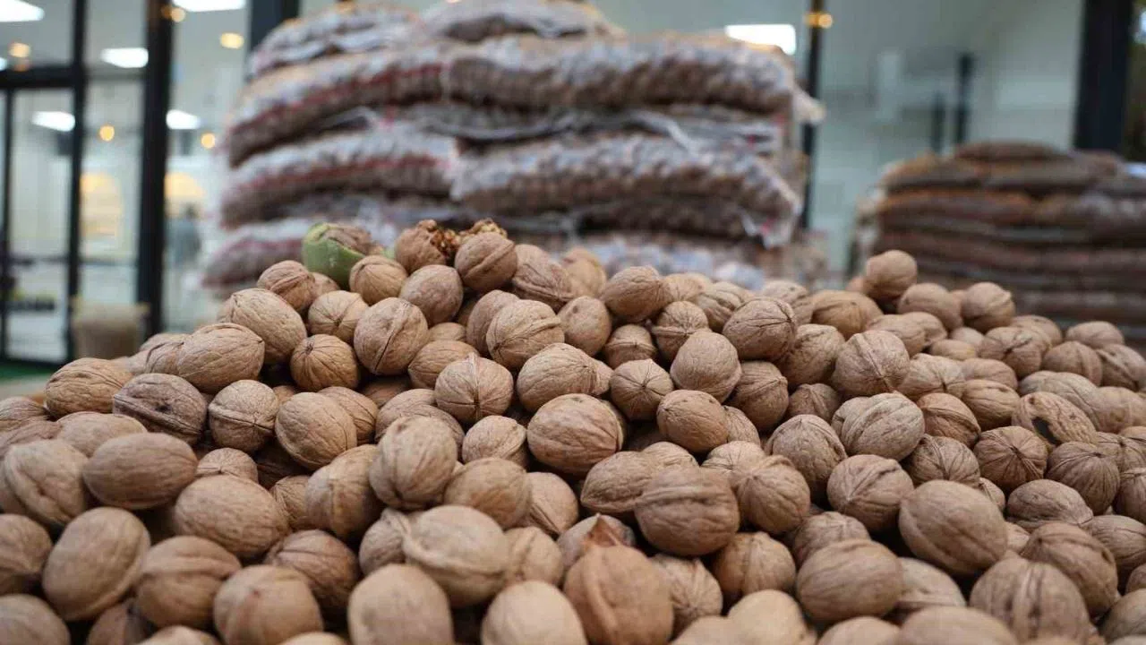 Kahramanmaraş’ta Ceviz Rekoltesi Düştü, Fiyatlar Arttı