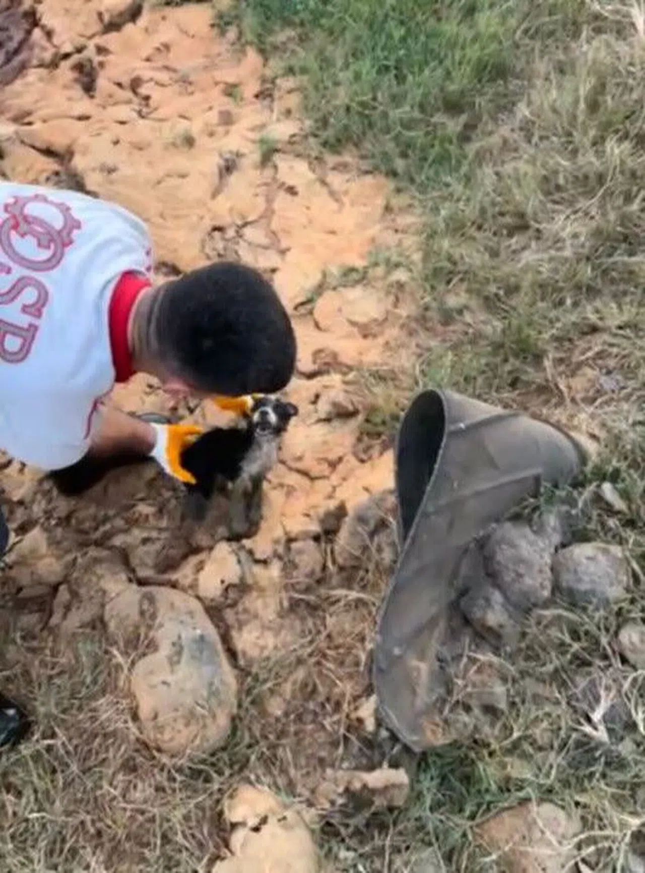 Kuyuya Düşen Yavrular Kurtarıldı