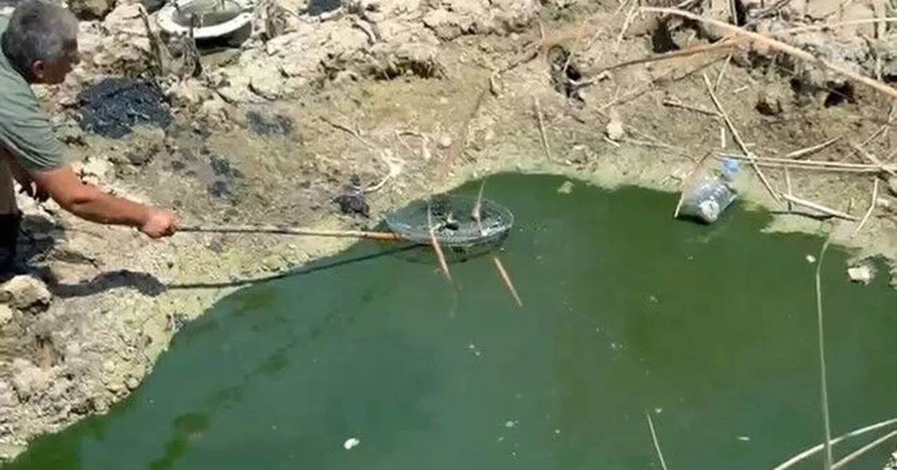 Mahalle Muhtarı Telef Olan Balıkları Kurtardı