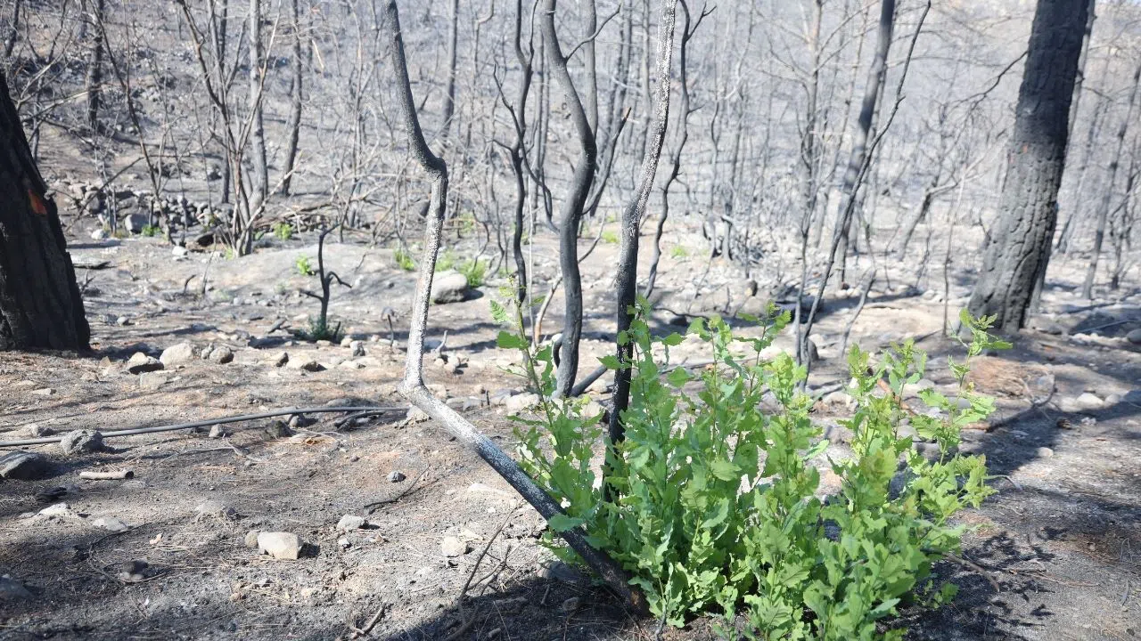 Orman Yangınında Kendiliğinden Fidanlar Yeşerdi