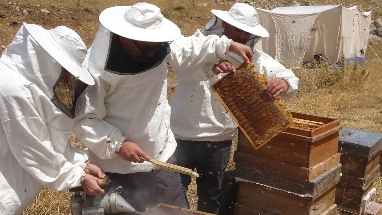 Petekler  Balla Doldu