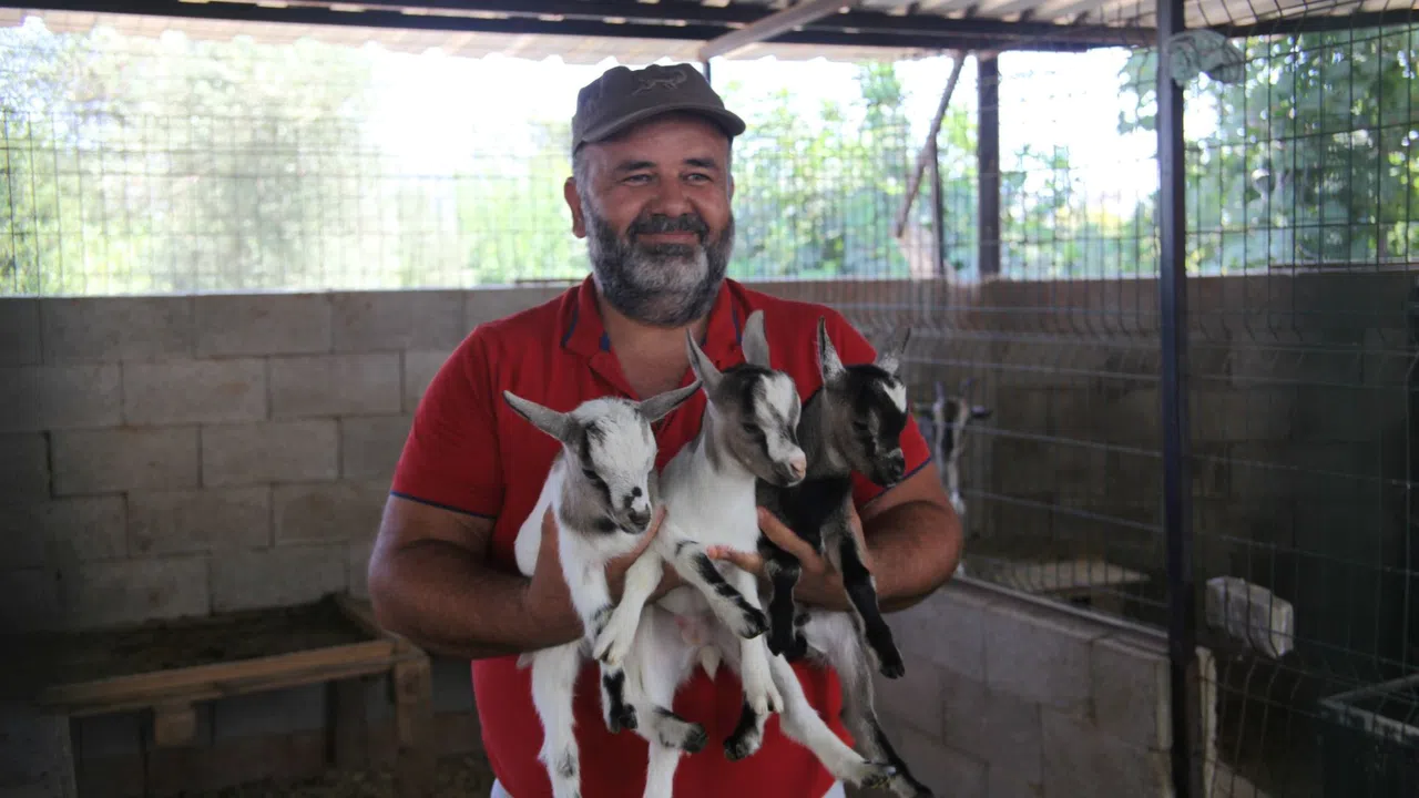 Poşeti Başına Geçiren Cüce Keçi Diğerlerini Korkuttu