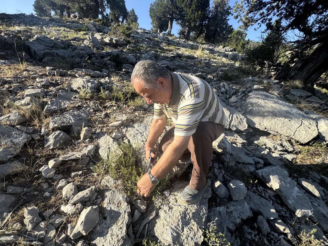 Şifalı Taş Kekiği İçin Bin 800 Rakımlı Yaylaya Çıkıyorlar