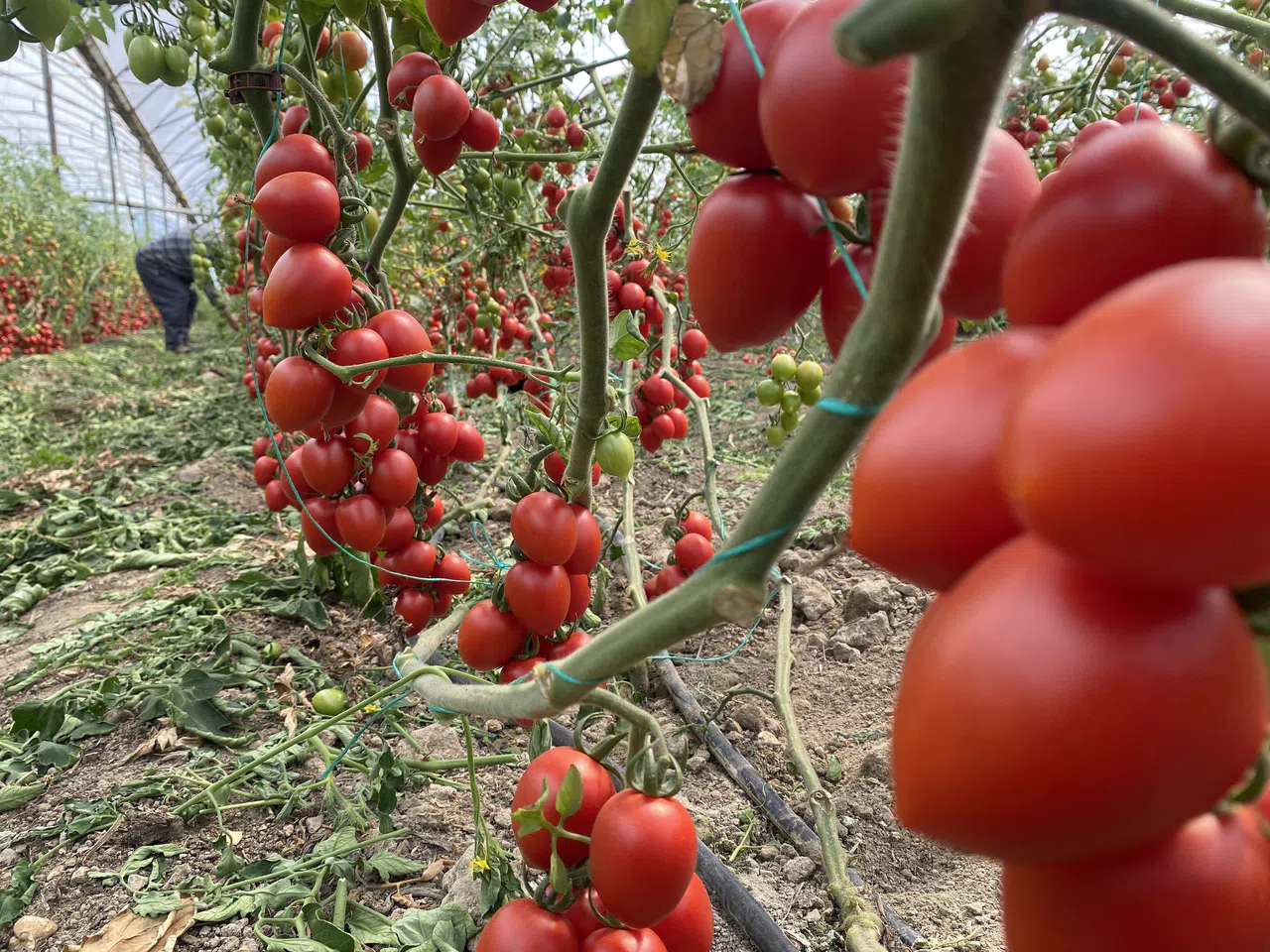 Temmuz Ayında Domates Yıllık Miktarda Yüzde 47 Arttı