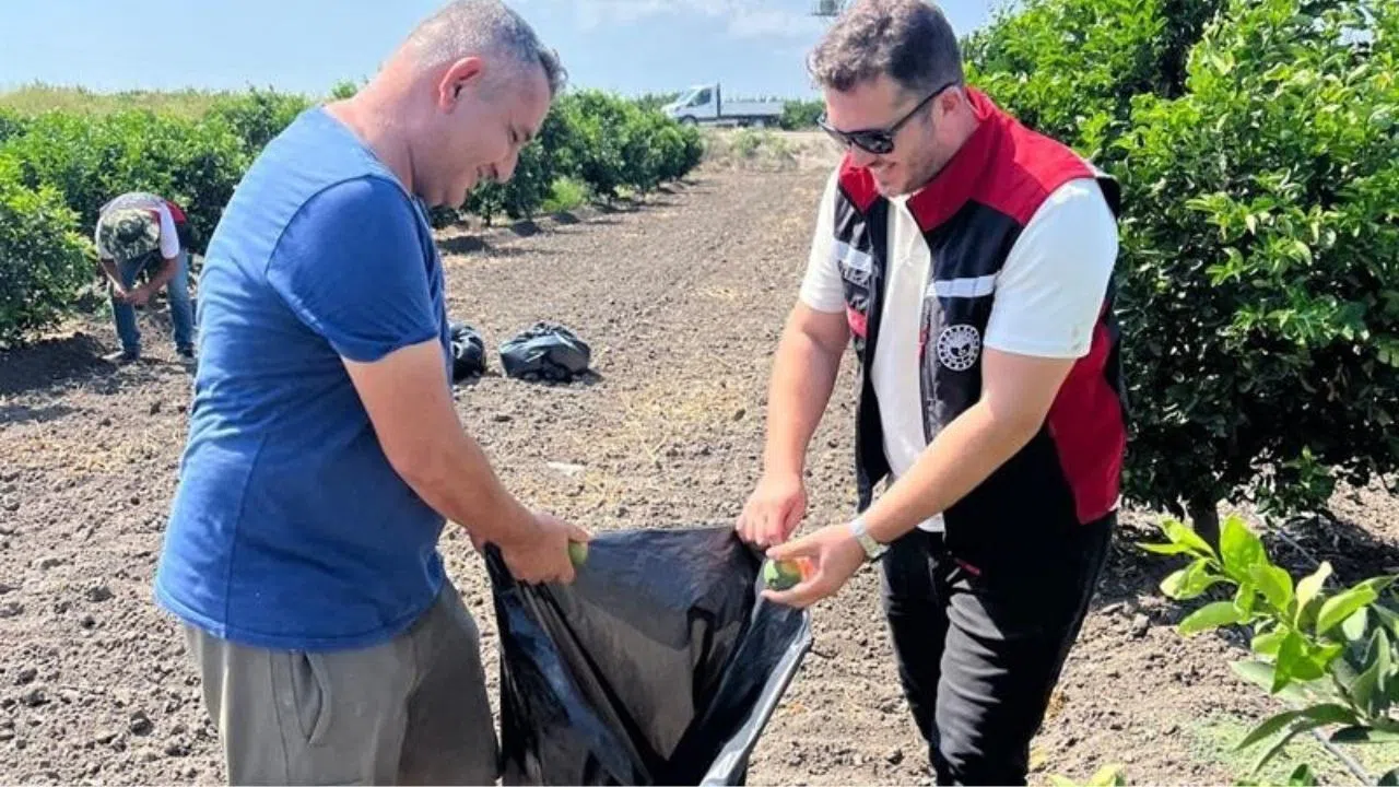 Turunçgil Bahçelerinde Meyve Sineği İçin Acil Mücadele