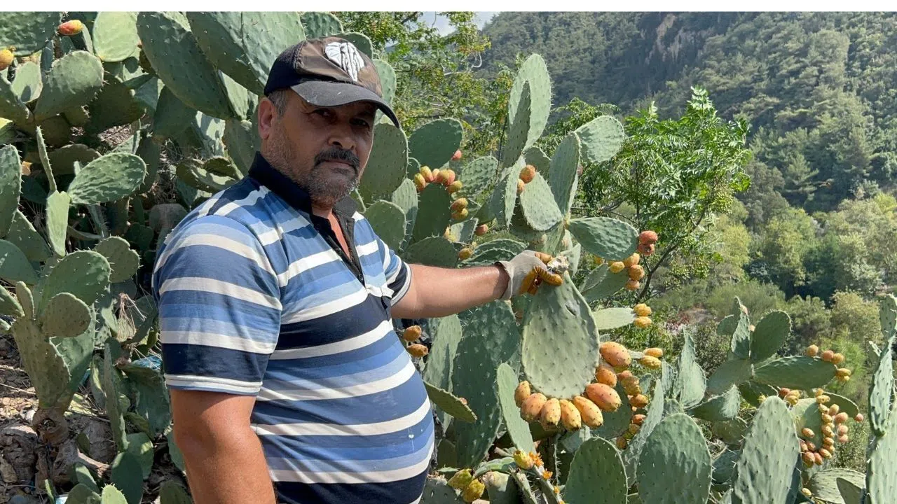 Uçurumda Yetişen Dikenli İncir Zahmete Değer