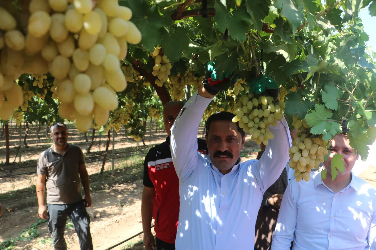 Üzümde bağ bozumu başladı: 85 bin ton