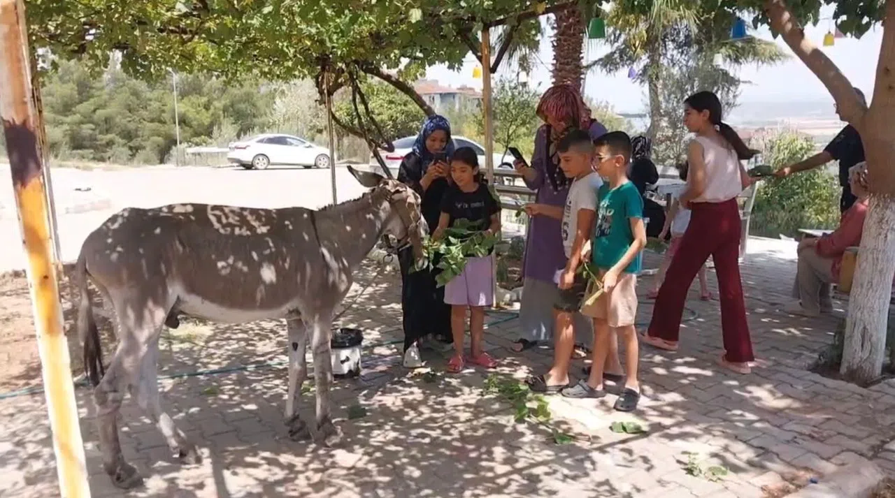 Uzun Süre Sokaklarda Gezen Eşek Huzura Kavuştu