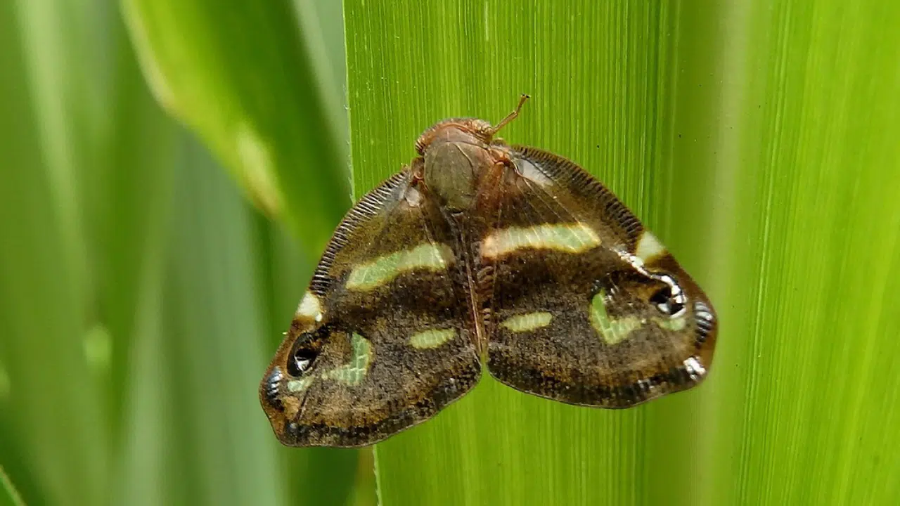Vampir Kelebek nedir, zararlı mı? Türkiye’de yayılıyor mu?
