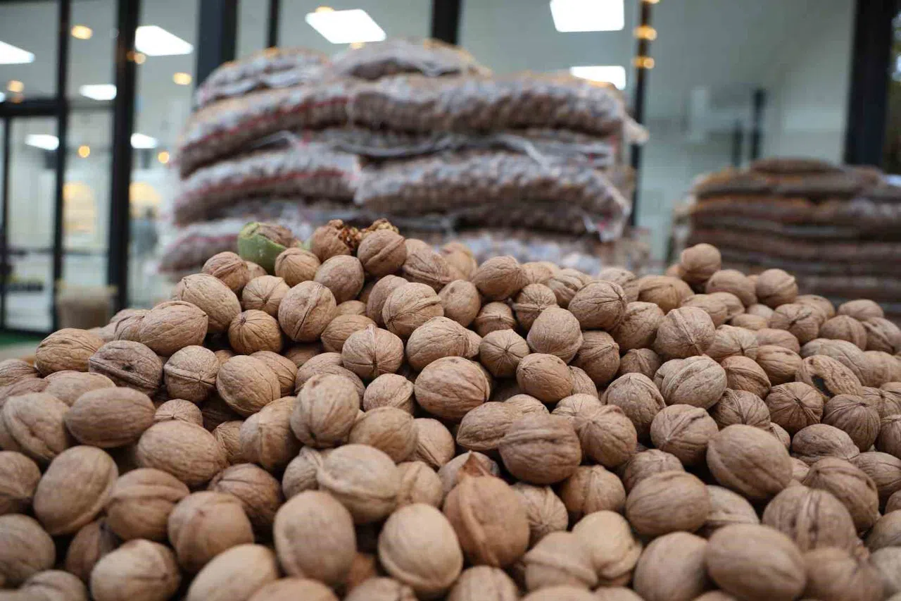 Kahramanmaraş’ta Bu Sene Ceviz Fiyatlar Ne Kadar Olacak?