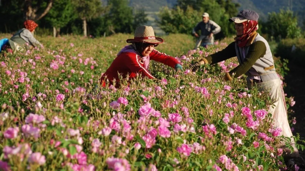 2025 Yılı Gül Çiçeği Kilogram Fiyatı 100 Lira Oldu