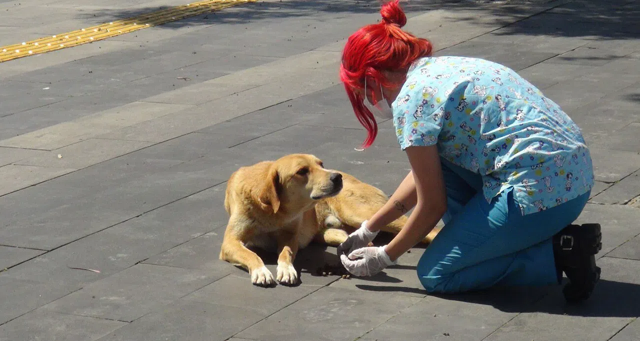 Kahramanmaraş’ta Hayvanları Koruma Birliği Kuruluyor
