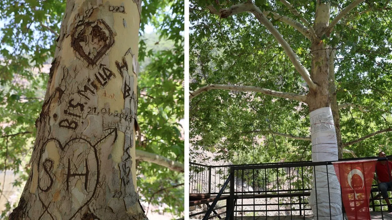 45 Yıllık Çınar Ağacı Yazı Tahtasına Çevrildi