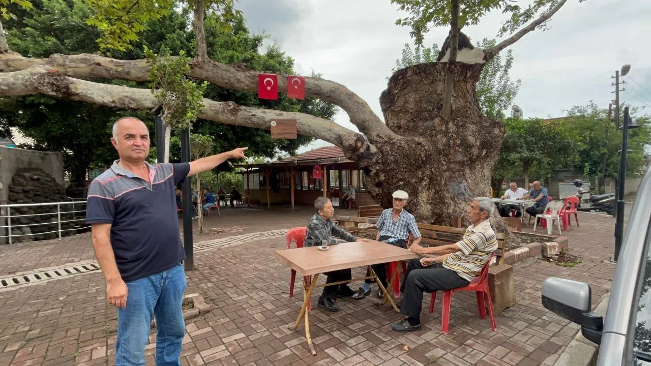 500 Yıllık Çınar Zamana Meydan Okuyor