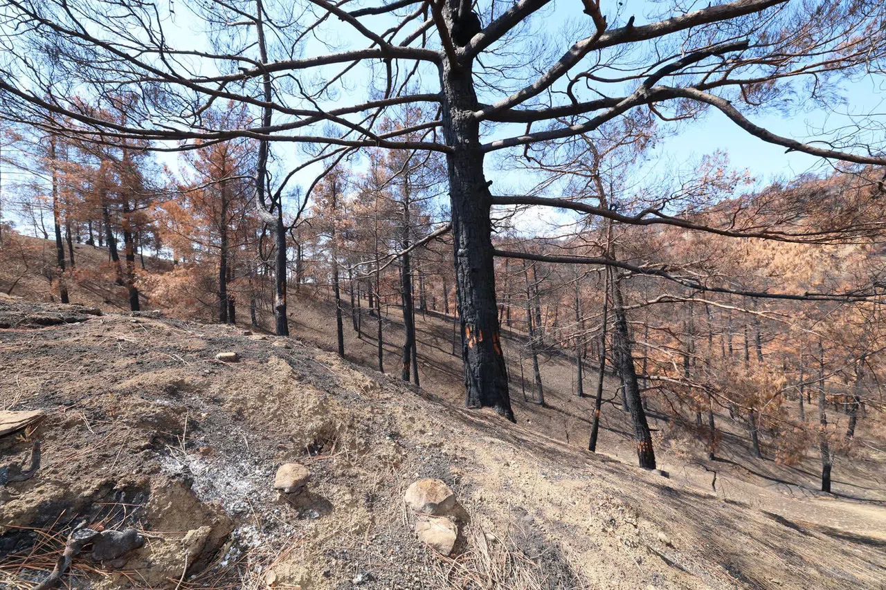 Kahramanmaraş Çamlıbel’de Ağaçlandırma Çalışmaları Başlayacak