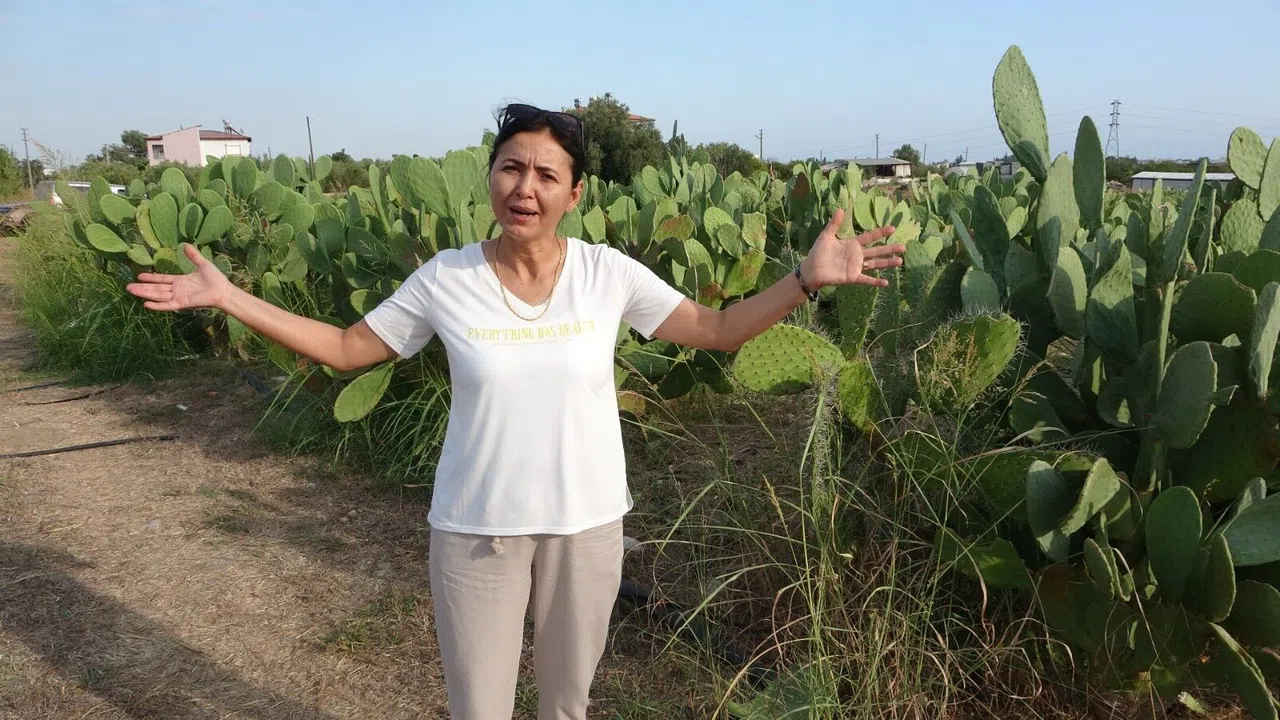 Türkiye’nin İlk Tescilli Dikenli İncir Bahçesi Kuruldu