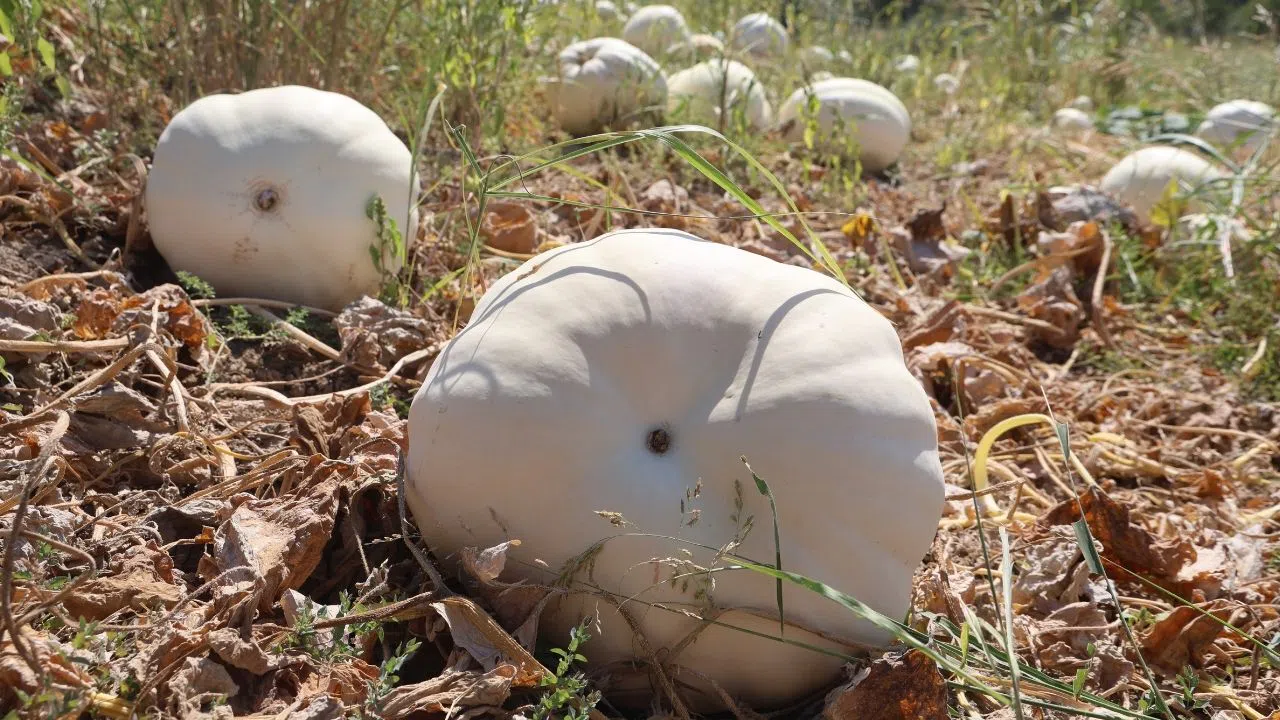 Hatay'da yetiştiriliyor İstanbul'a gönderiliyor! Kilosu 14 liradan satılıyor