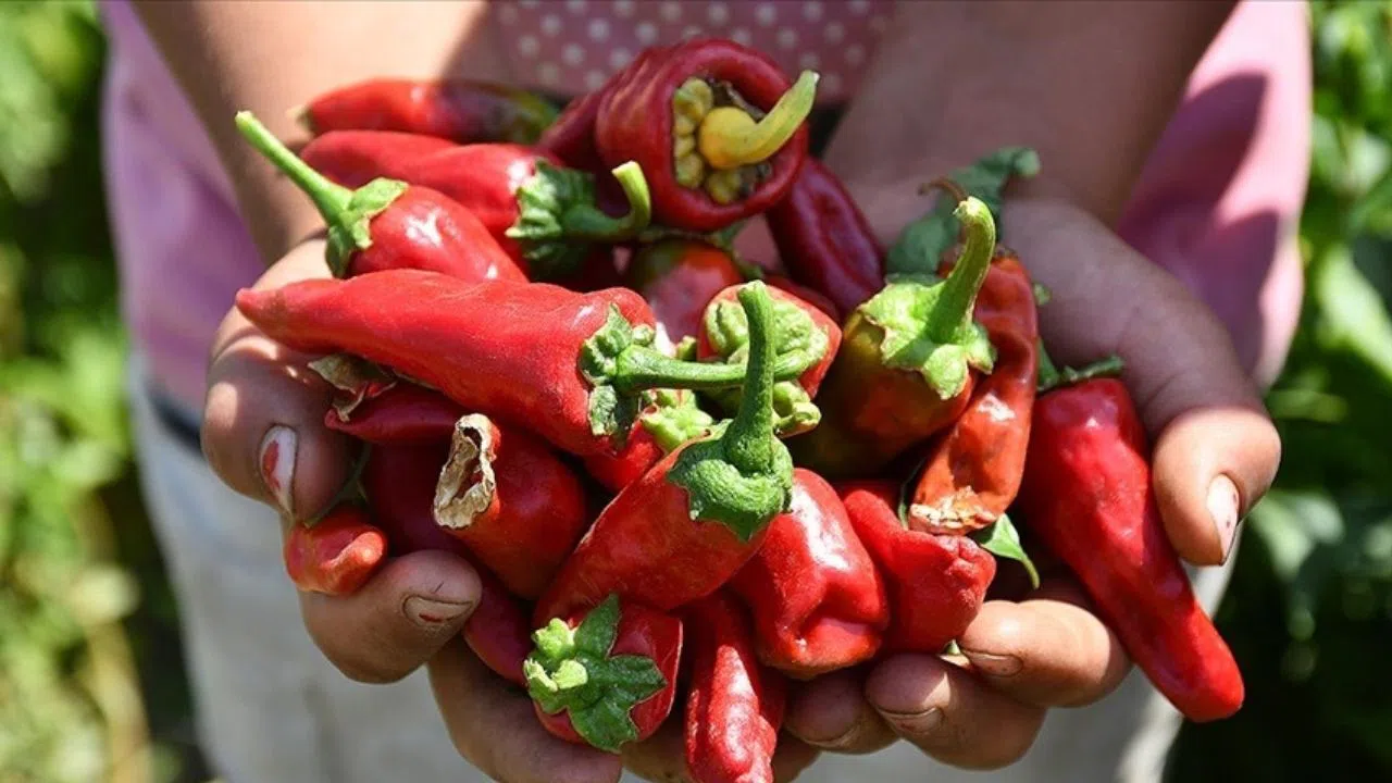 Maraş biberinin gizli gücü ortaya çıktı! Bunu duyanlar hemen denemek istiyor