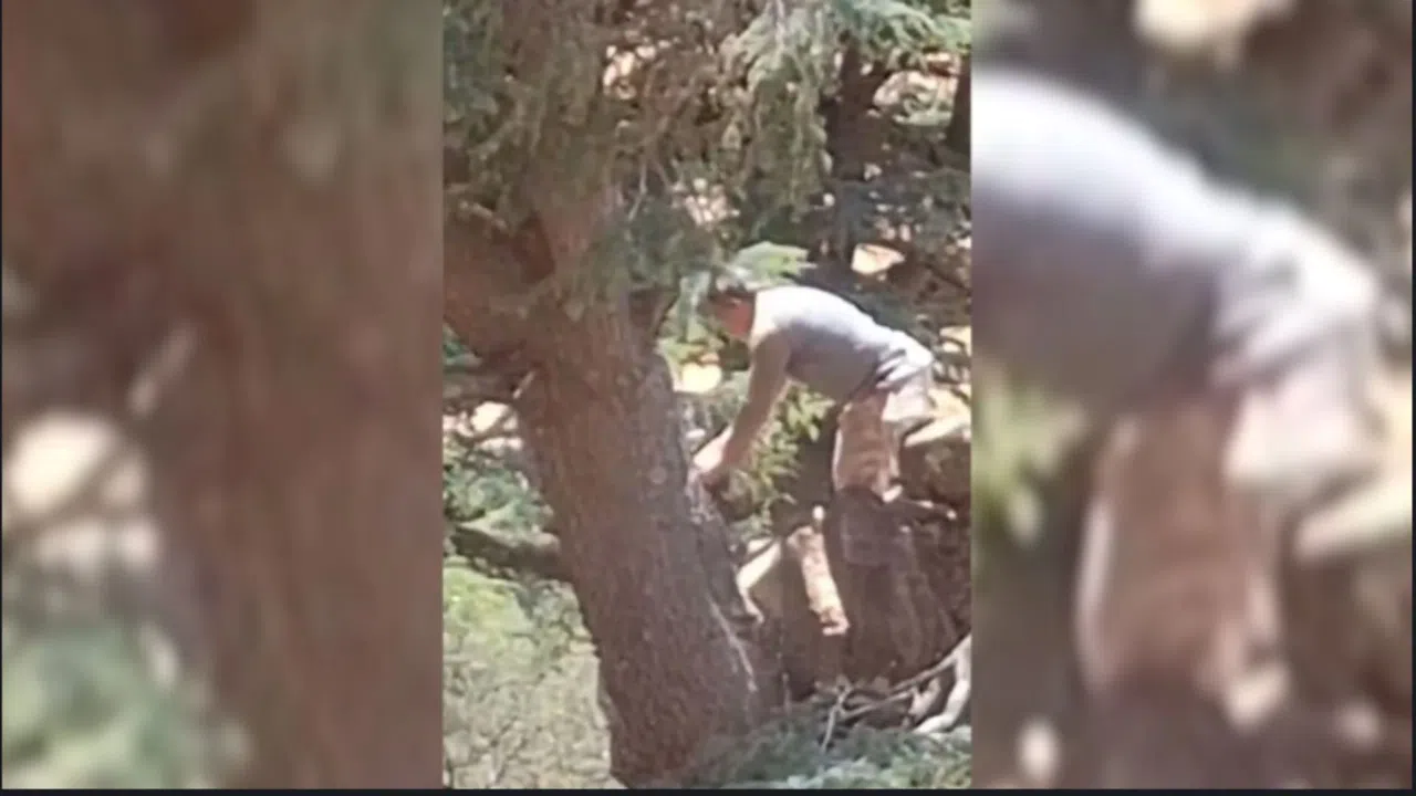 Kahramanmaraş’ta Ormanda İzinsiz Ağaç Kesimi Yapan 2 Kişi Yakalandı